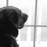 Labrador Retriever: i migliori consigli per accoglierlo in casa