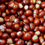 Castagne: come cucinarle e le proprietà benefiche