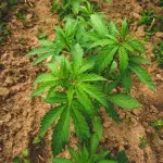 Cbdmania si conferma come top player delle vendite cannabis legale online