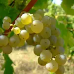 Vermentino: un vino fresco per la stagione estiva