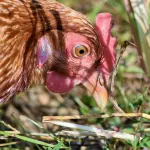 Come iniziare ad allevare galline