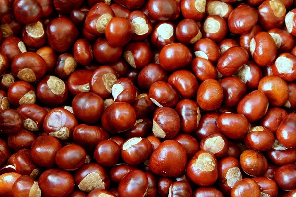 Castagne: come cucinarle e le proprietà benefiche