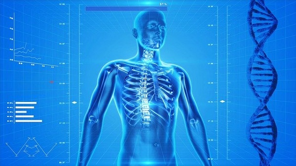 Conoscere anatomia e funzioni del corpo umano per vivere meglio