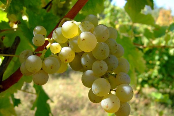 Vermentino: un vino fresco per la stagione estiva